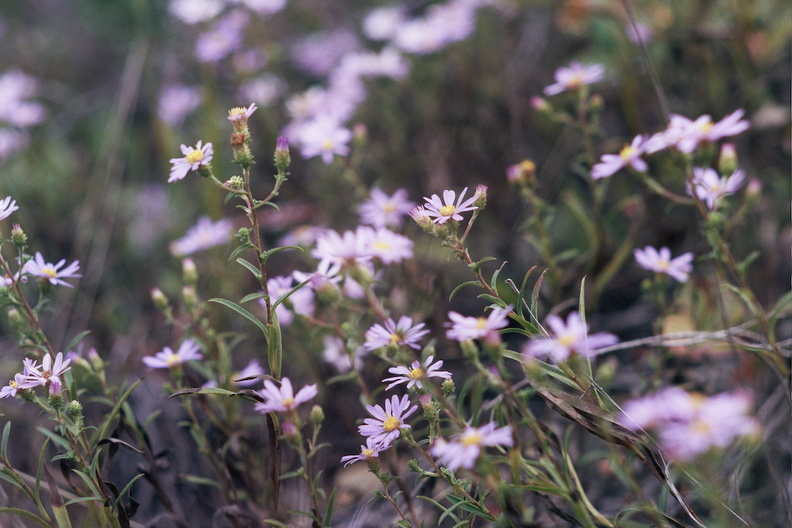 Fall in the Big South Fork